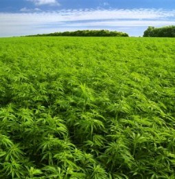 Cannabis per alleviare i dolori, regione Toscana propone una legge