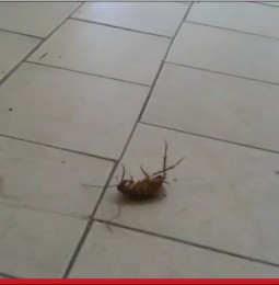 Sassari: scarafaggi e ratti alla Clinica di Malattie Infettive