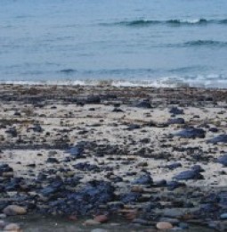 Marea nera, il catrame anche a Stintino I grumi neri in mezzo a sabbia e alghe